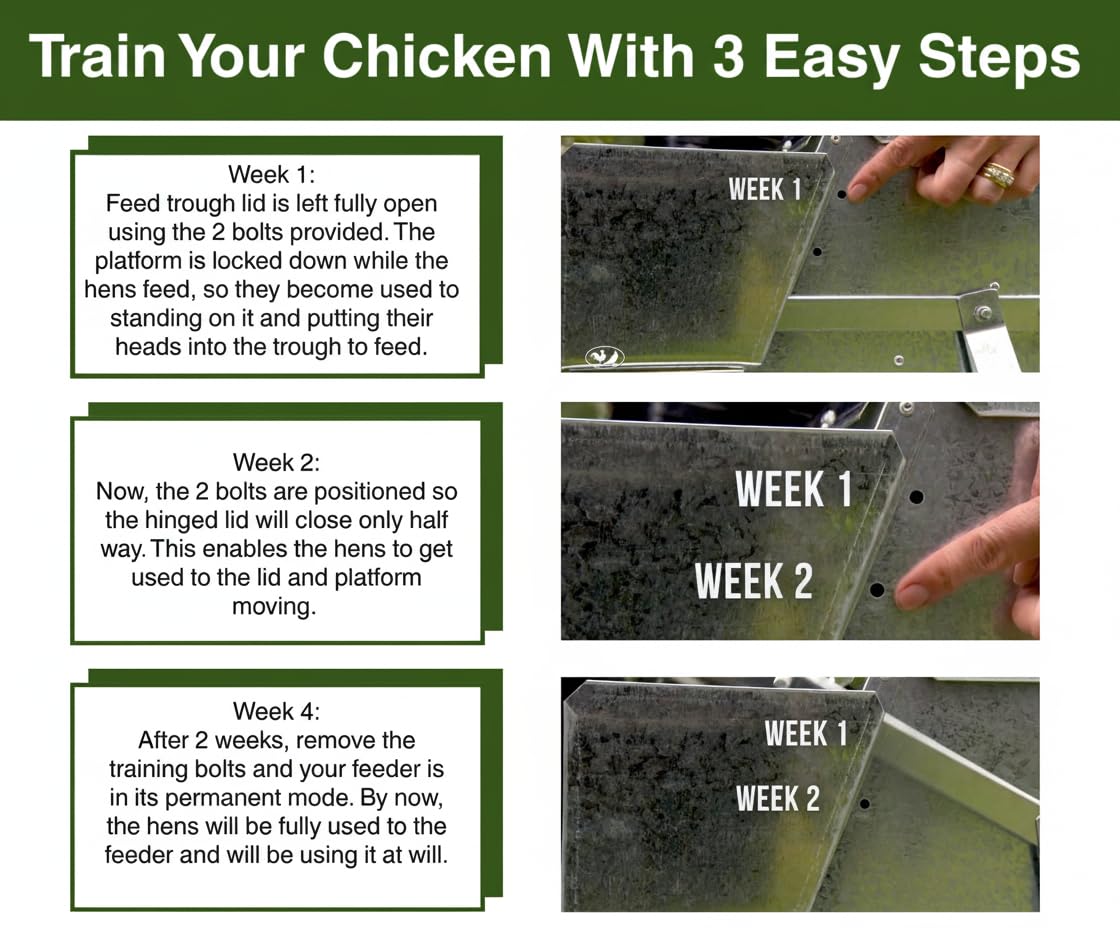 Grandpa's Feeders feeds six chickens for up to ten days