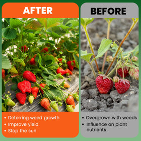 GRASSCLUB permeable fabric preserves soil moisture and nutrients for plant health.