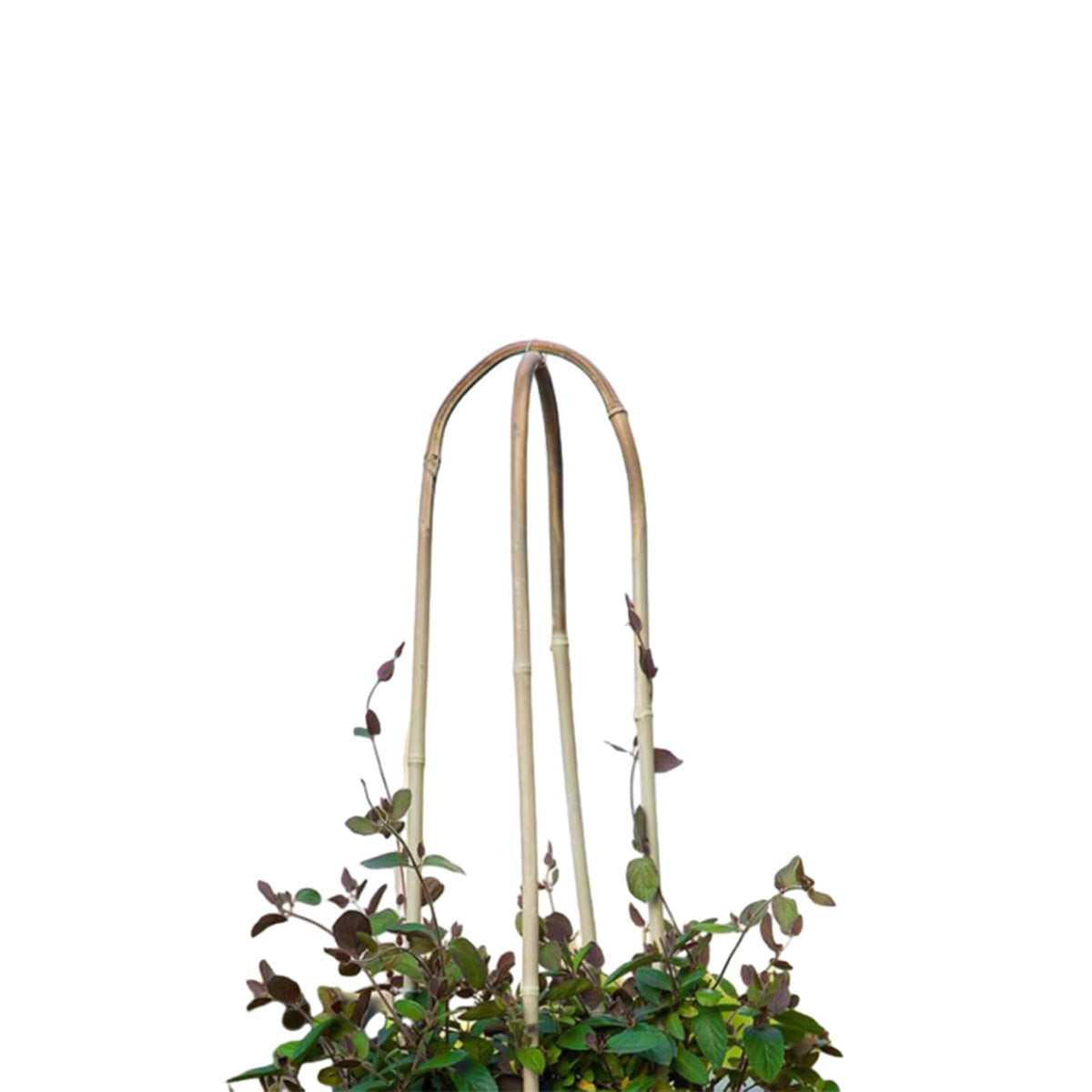 Grassen eco-friendly plant support sticks minimize rust and waste.