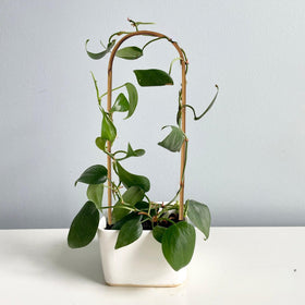 Grassen heavy-duty arch stake provides stable climbing support for vines.
