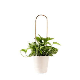 Grassen heat-treated bamboo resists cracking for lasting garden frames.