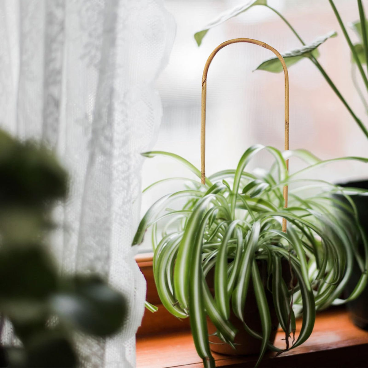 Grassen potted plant bamboo trellis for seamless indoor and outdoor use.