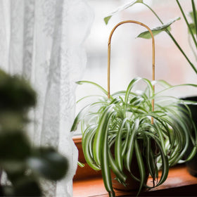 Grassen potted plant bamboo trellis for seamless indoor and outdoor use.