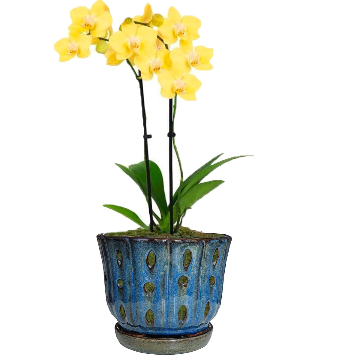 Grdthzey blue orchid pot packaging emphasizes single-pot delivery.