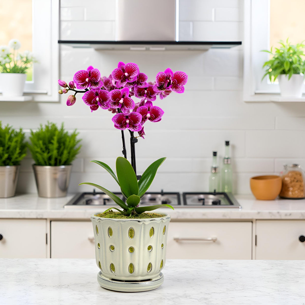 Grdthzey orchid pot with aeration holes around the body for breathable soil