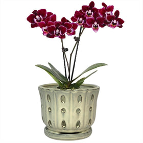 Grdthzey ceramic orchid pot with attached saucer for neat indoor drainage
