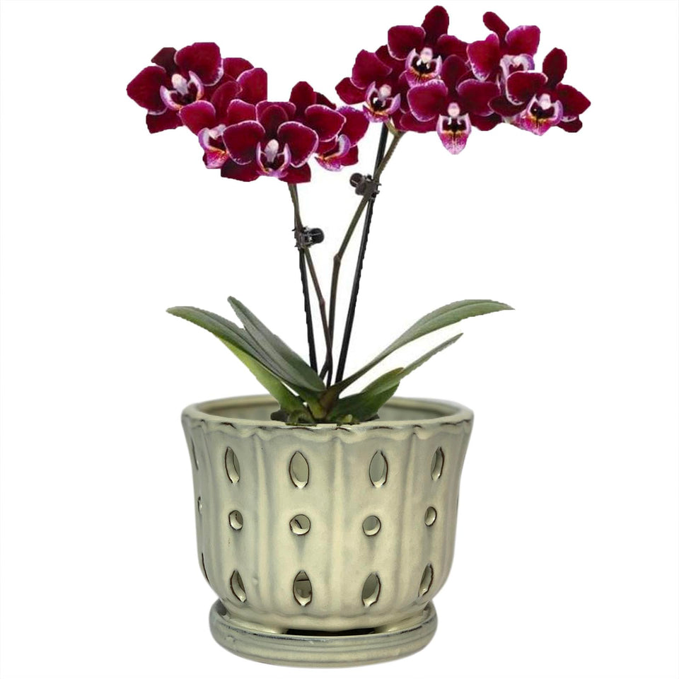 Grdthzey ceramic orchid pot with attached saucer for neat indoor drainage