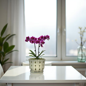 Grdthzey classic cream color complements any plant and decor