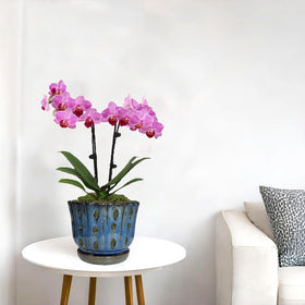 Grdthzey ceramic orchid pot features glazed interior and aeration holes.