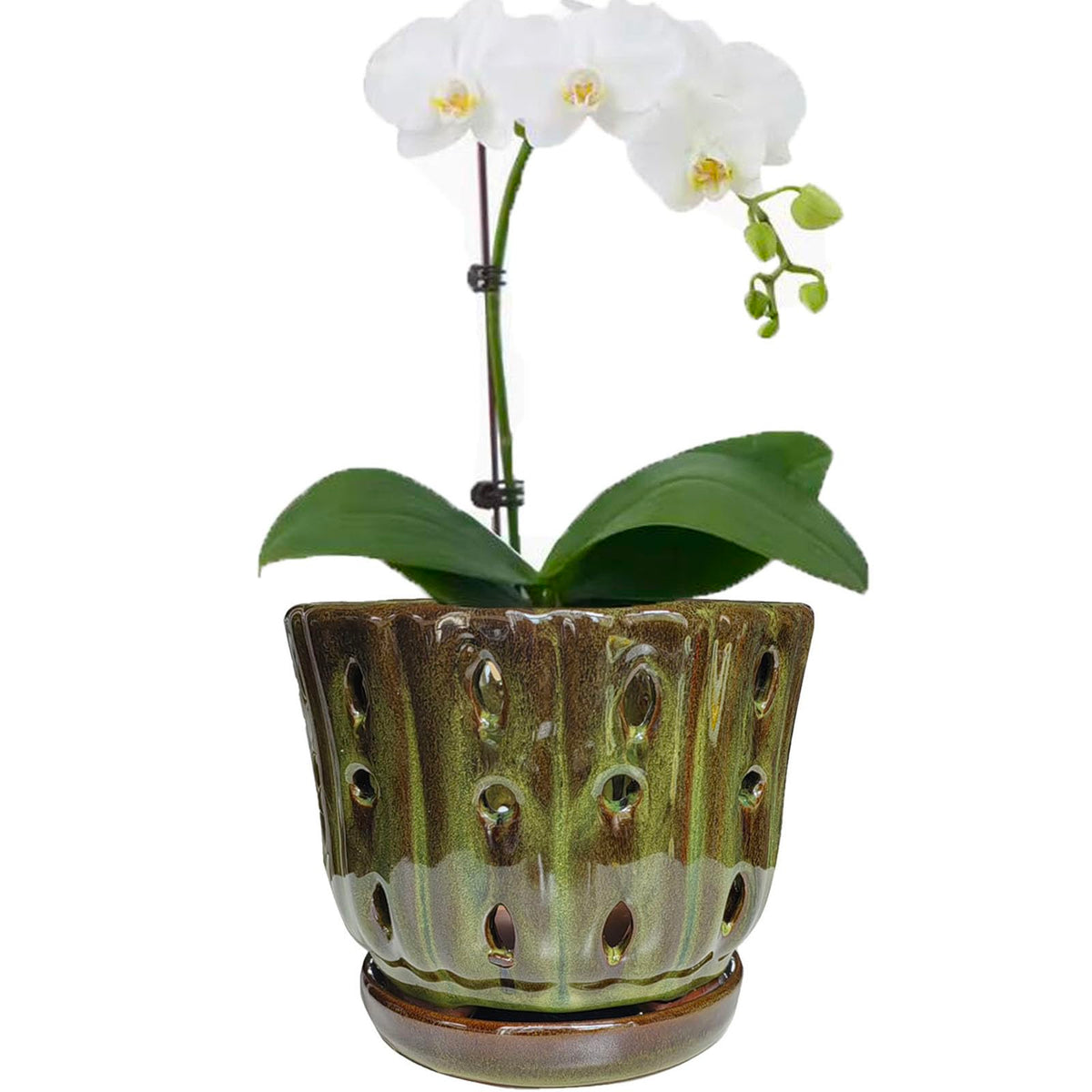 Grdthzey orchid pot with mossgreen glaze offers a sleek glazed finish