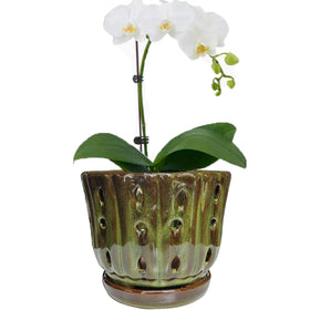 Grdthzey orchid pot with mossgreen glaze offers a sleek glazed finish