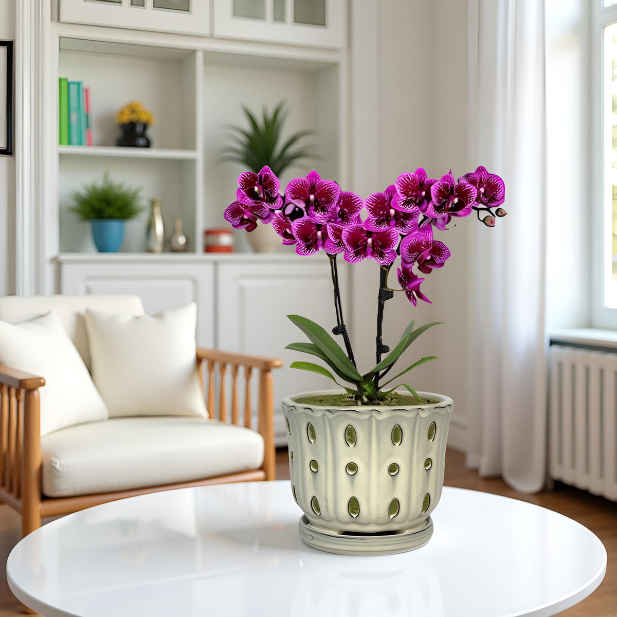 Grdthzey orchid pot on a sunlit window sill ready for display