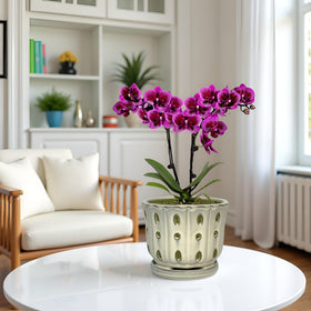 Grdthzey orchid pot on a sunlit window sill ready for display