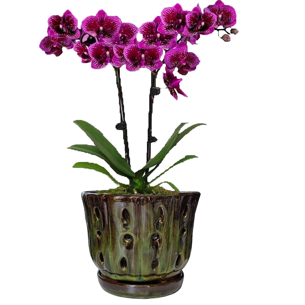 Grdthzey mossgreen color complements many orchid varieties
