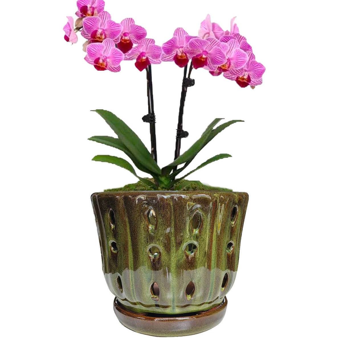 Grdthzey classic mossgreen pot suits sunlit kitchen corners