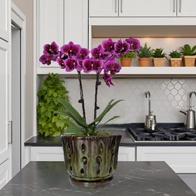 Grdthzey orchid pot with attached saucer keeps spills contained