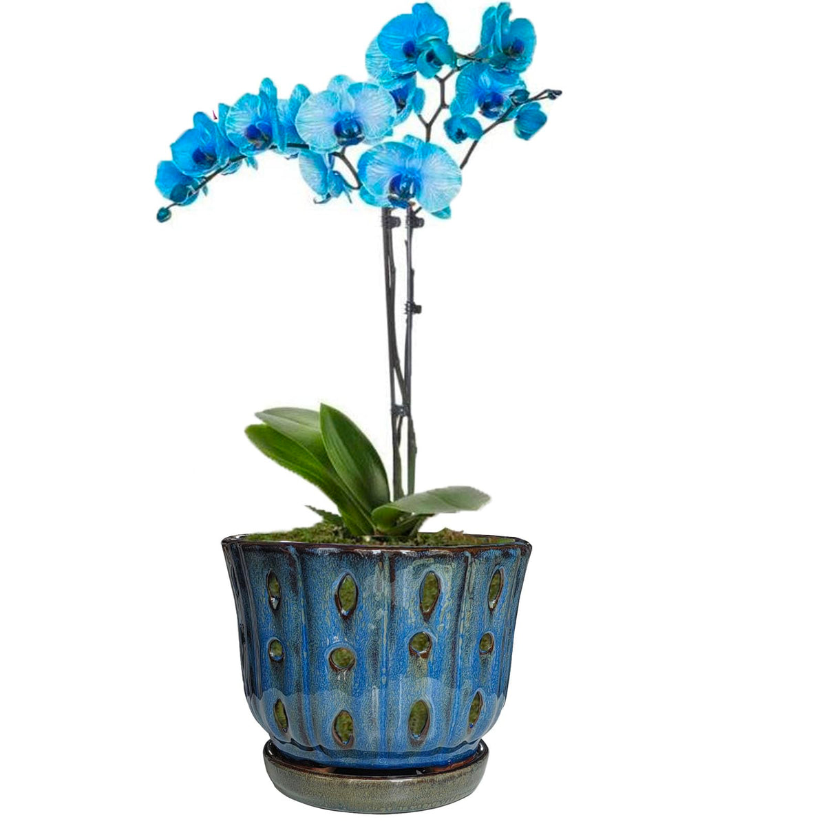 Grdthzey blue orchid pot design detail for modern spaces.