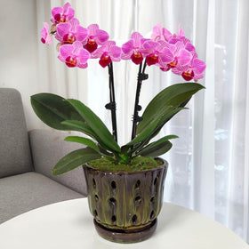 Grdthzey orchid pot on a window sill brightens indoor spaces