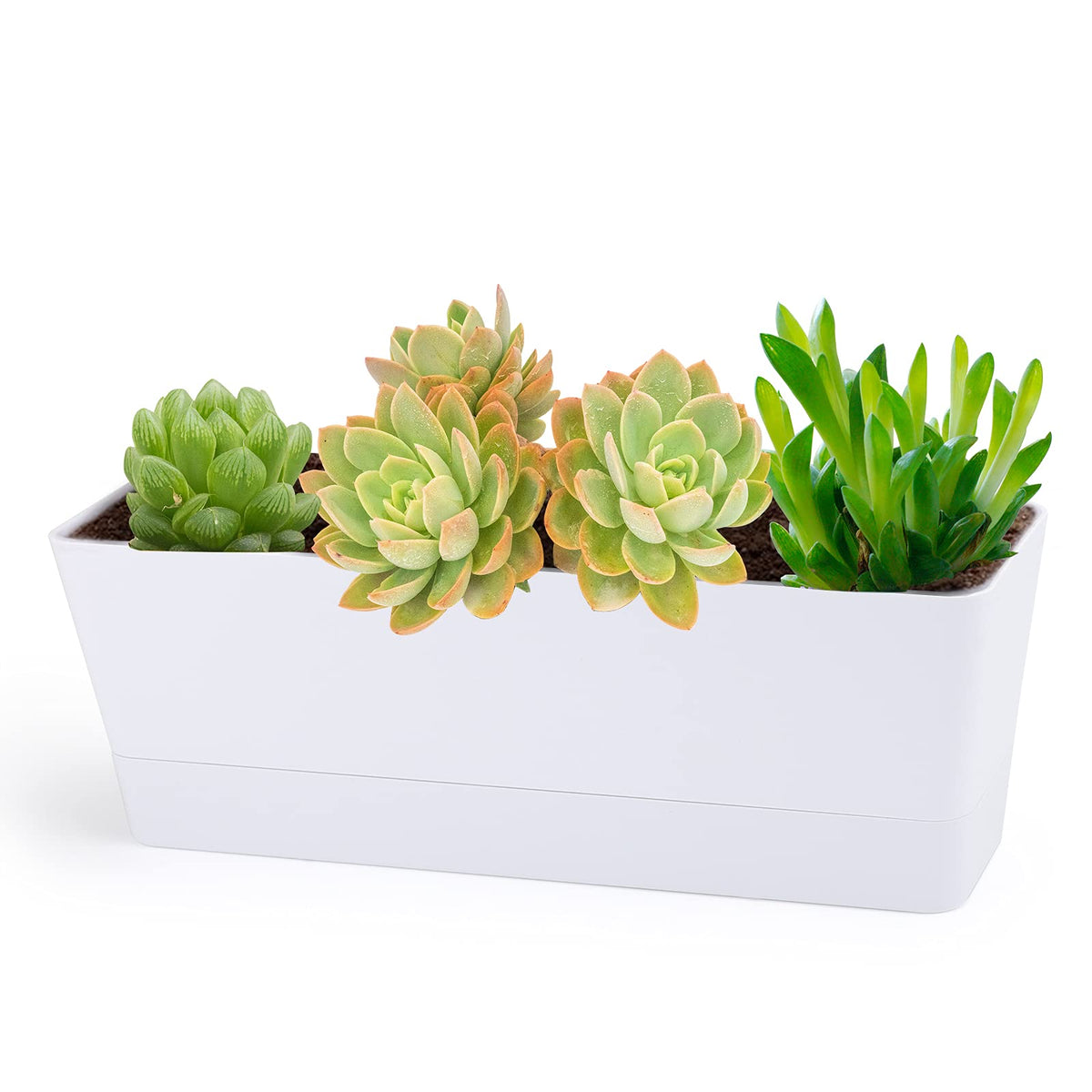 GREANER herb planter with tray on a sunny windowsill for herbs.