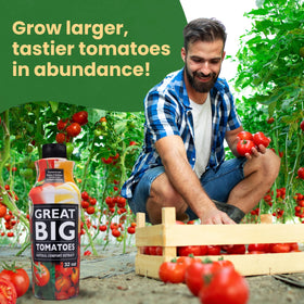 Great Big Tomatoes root zone usage demonstrates faster access to fertilizer for robust plant growth
