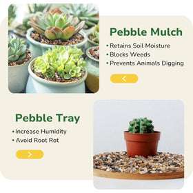 GreatBuddy cacti and plants rocks offer natural accent and humidity balance.