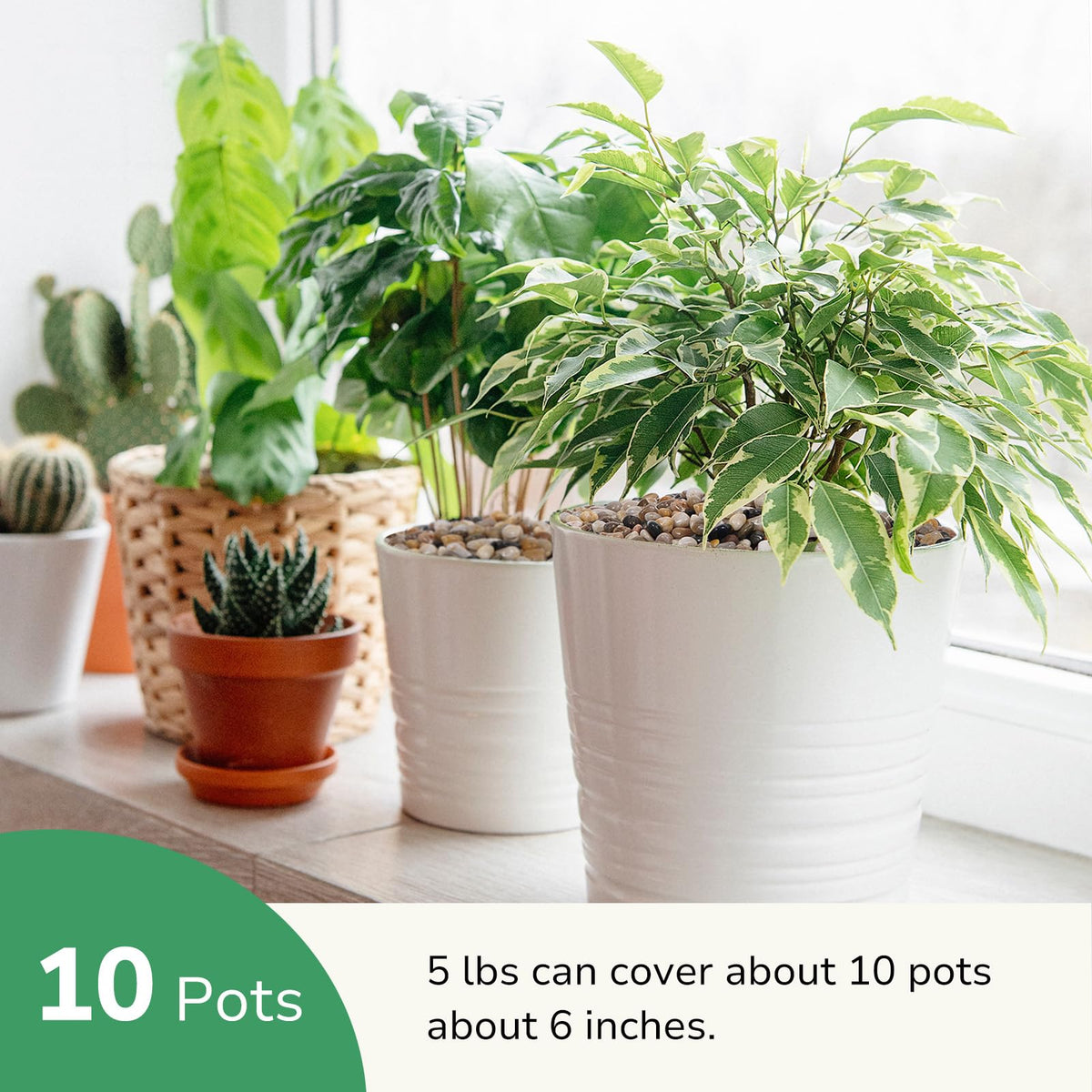 GreatBuddy terrarium pebbles improve drainage and promote soil stability.