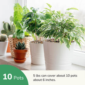 GreatBuddy terrarium pebbles improve drainage and promote soil stability.