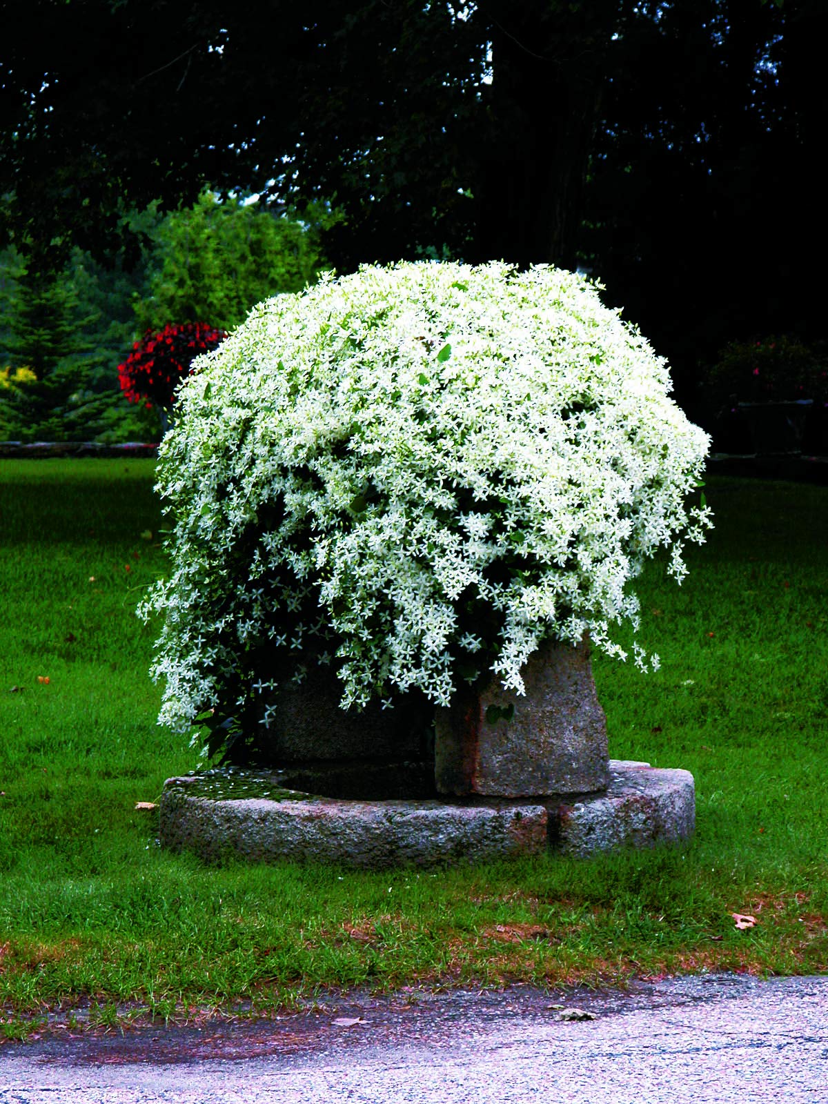Green Promise Farms Clematis paniculata in an 8-inch container ready for immediate planting.