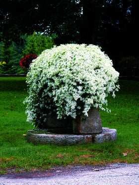 Green Promise Farms Clematis paniculata in an 8-inch container ready for immediate planting.