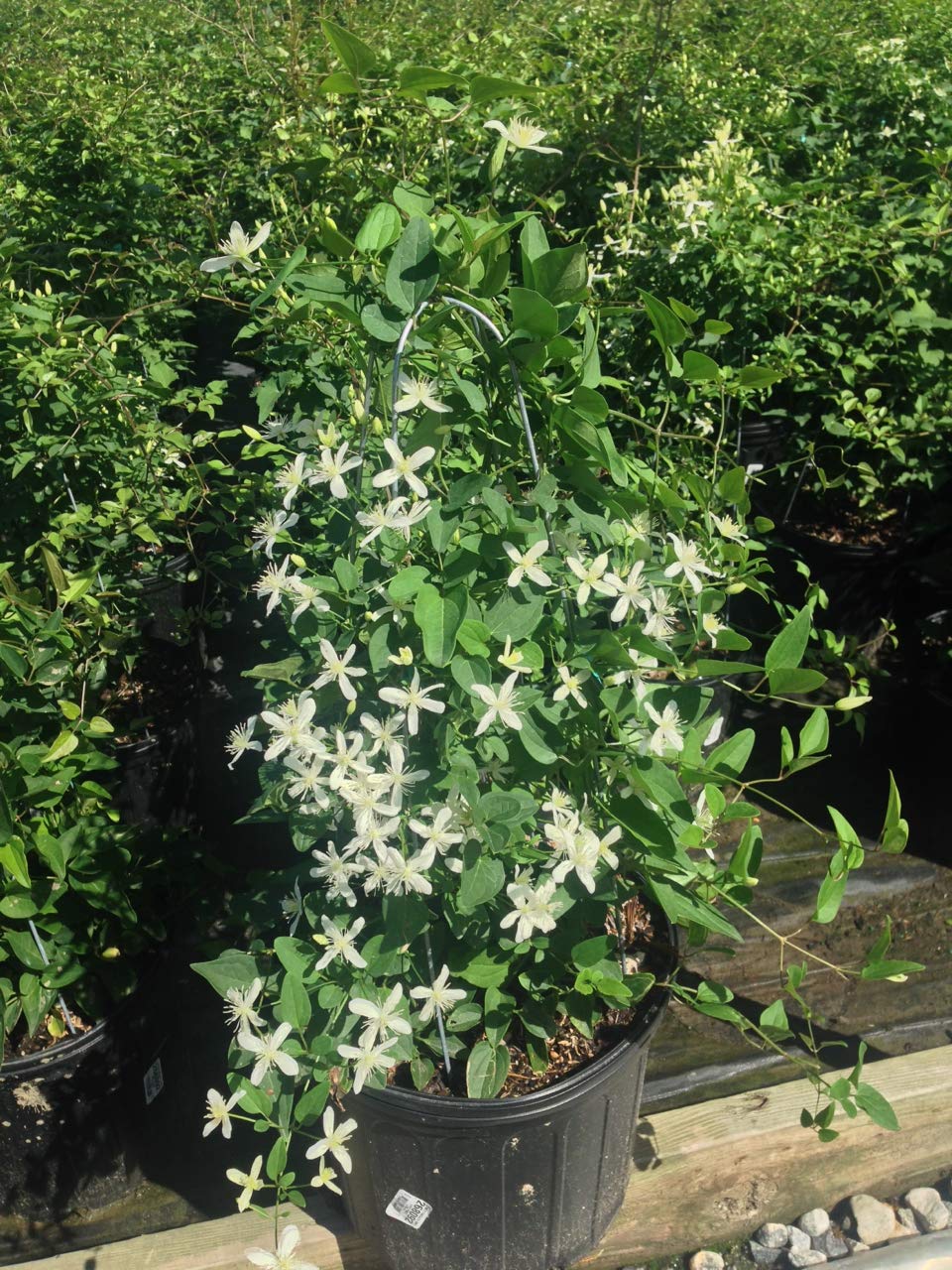 Green Promise Farms Clematis paniculata displays September blooms with a light fragrance.