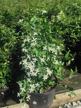 Green Promise Farms Clematis paniculata displays September blooms with a light fragrance.
