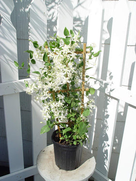 Green Promise Farms Clematis paniculata white blooms brighten late-season gardens.