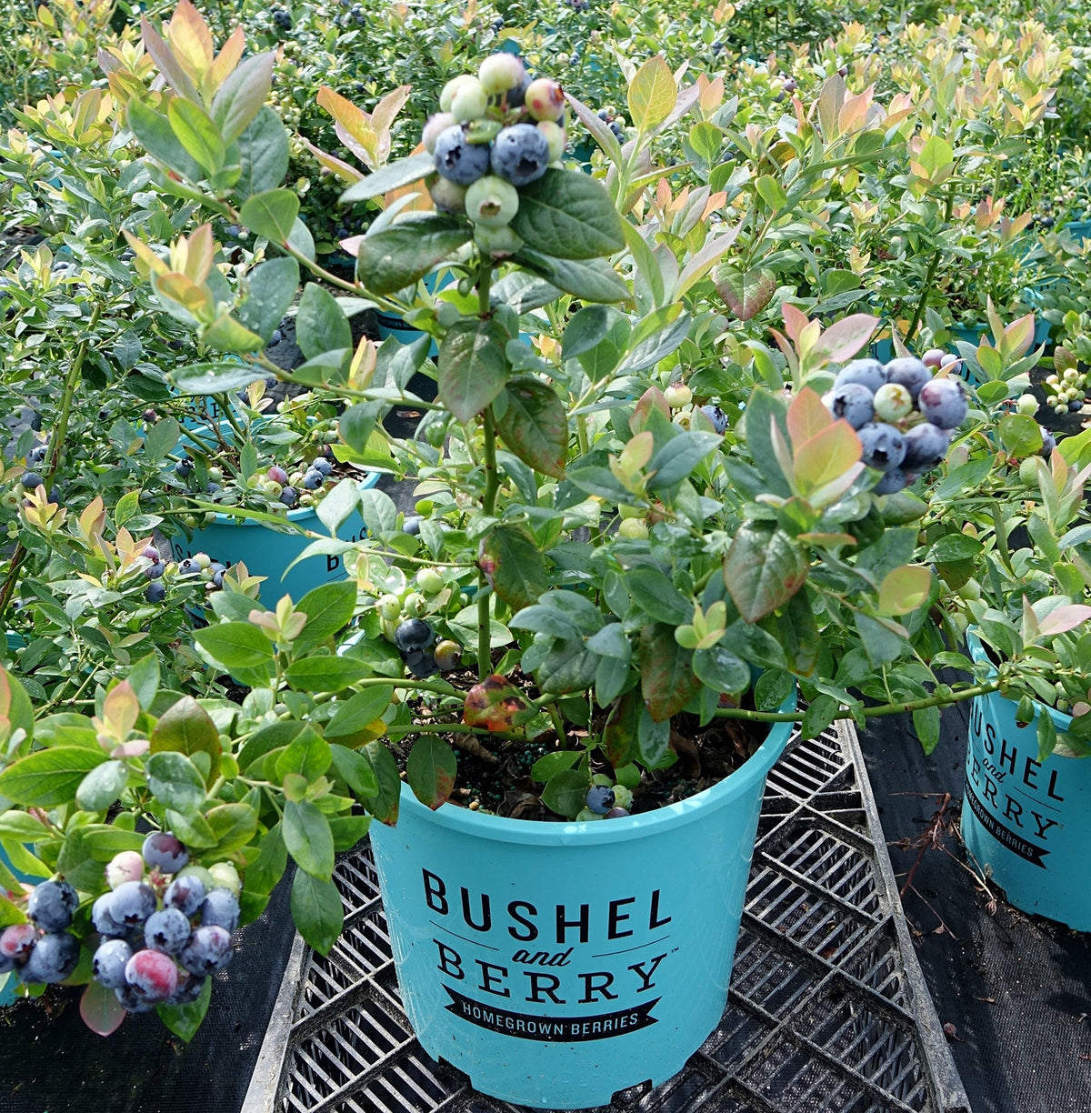 Green Promise Farms Pink Icing blueberry with Peach Sorbet backdrop for color contrast.