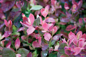 Green Promise Farms Pink Icing blueberry in a 2-gallon container ready for planting.