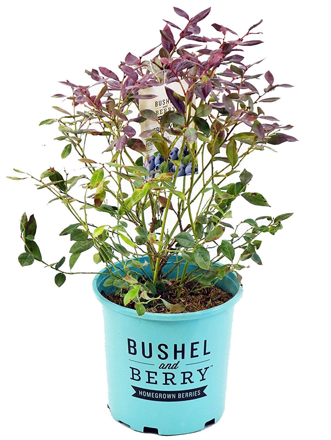 Green Promise Farms Pink Icing blueberry plant ready to plant in pot or garden.
