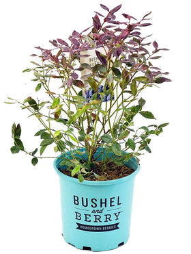 Green Promise Farms Pink Icing blueberry plant ready to plant in pot or garden.