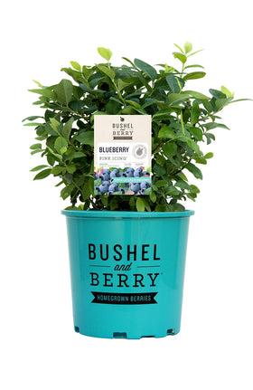 Green Promise Farms Pink Icing blueberry shrub with spring foliage in pink and blue tones.