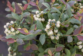 Green Promise Farms Pink Icing foliage turns turquoise blue in winter for year-round interest.