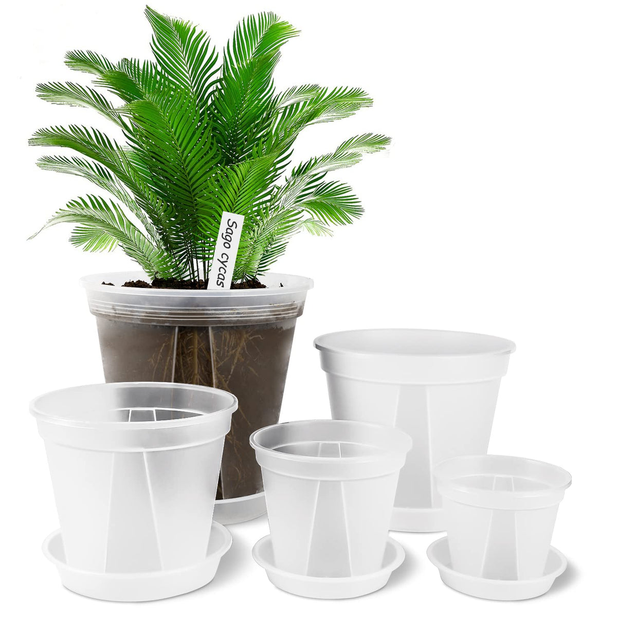 GreenPara transparent four-inch planter with saucer for easy root observation.