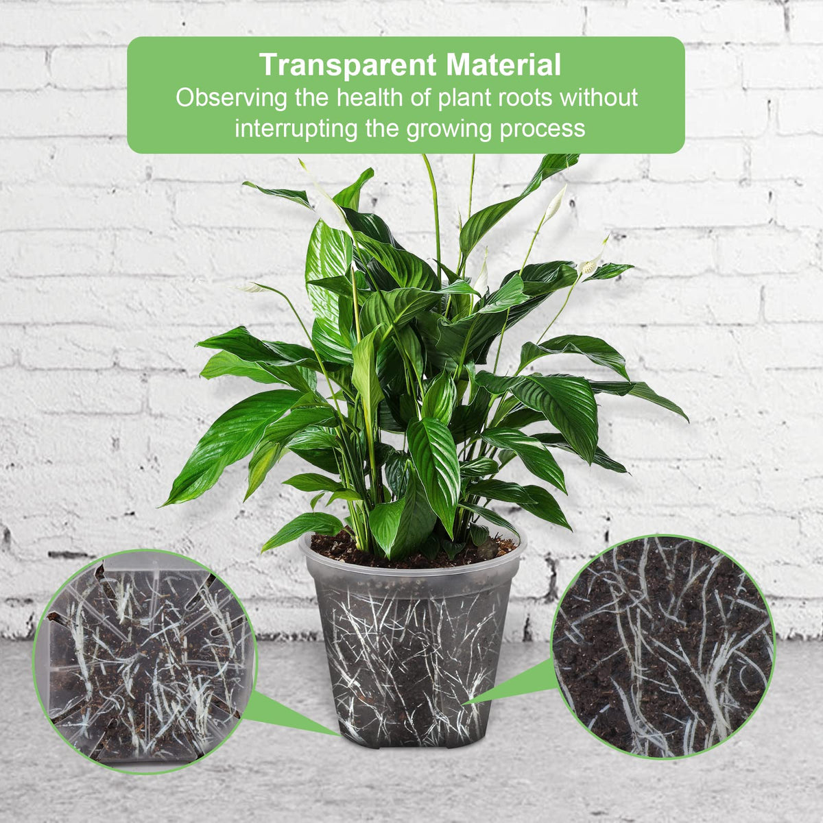 GreenPara seven-inch pot with saucer for larger houseplants.