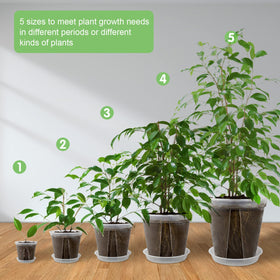 GreenPara six-inch clear planter highlights roots while promoting drainage.