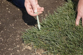 GreenStake provides a safer alternative to metal staples during installation.