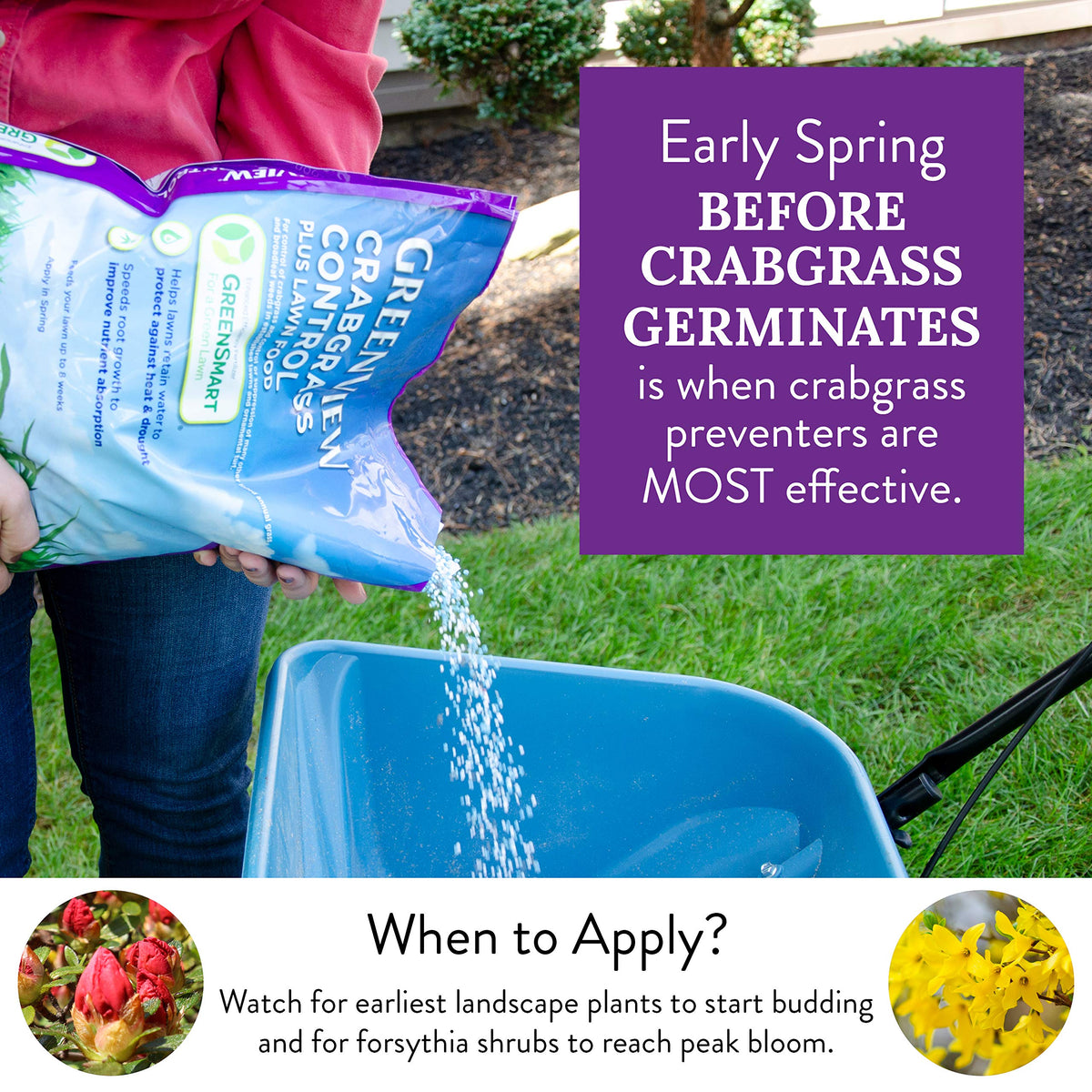 GreenView Crabgrass Control Plus Lawn Food spreader-ready spread on turf for even nutrient delivery