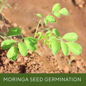 Grenera Moringa seeds offer approximately 1,300 seeds for multiple plantings.