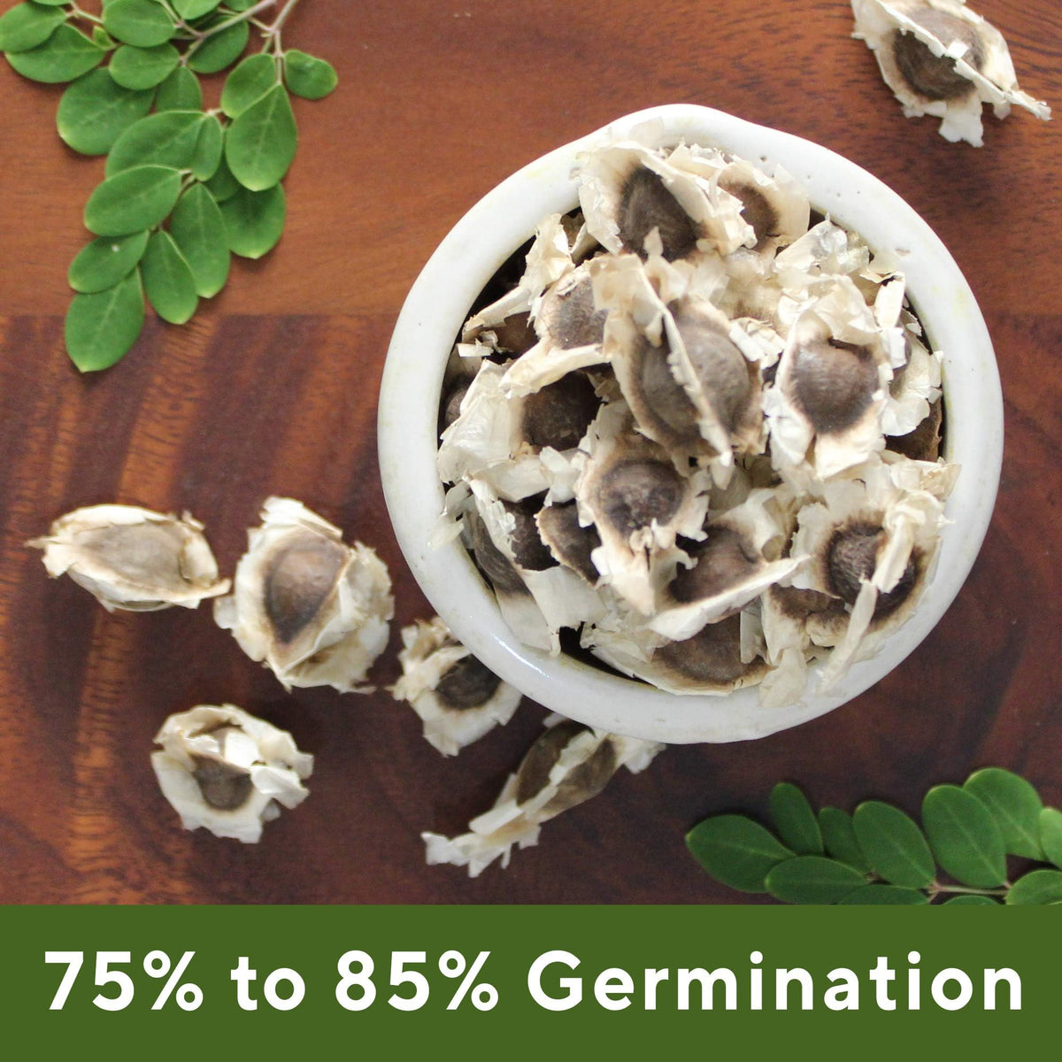 Grenera PKM1 Moringa seeds for reliable growth and harvests.