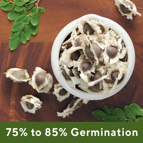 Grenera PKM1 Moringa seeds for reliable growth and harvests.