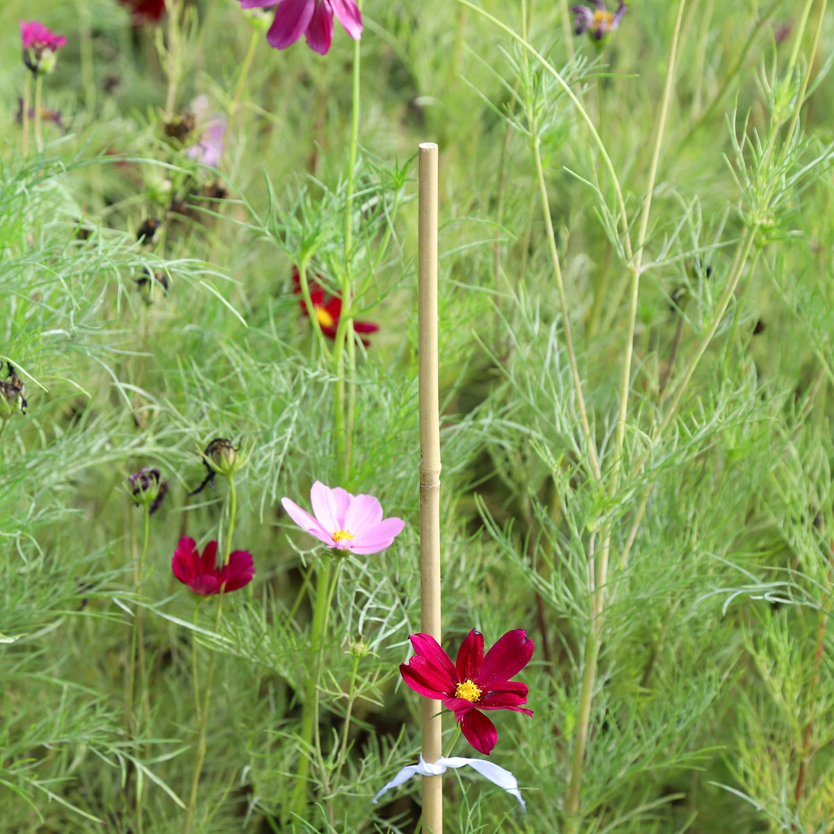 Ideal for potted plants, Groovboo stakes stabilize stems and save space