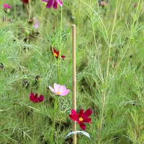Ideal for potted plants, Groovboo stakes stabilize stems and save space