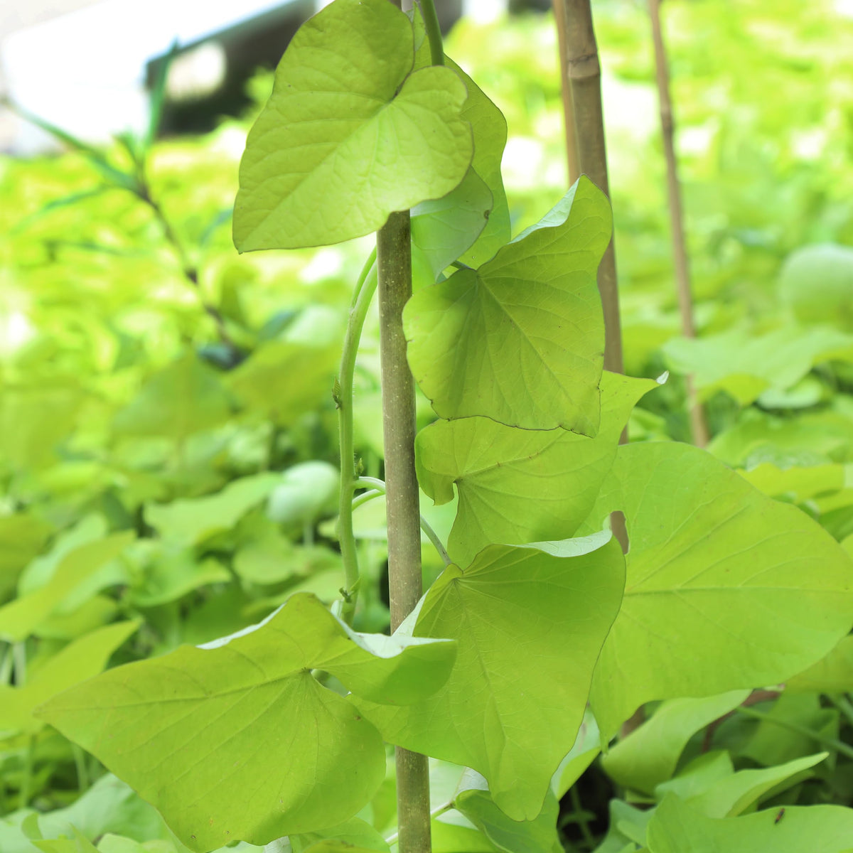 Eco-friendly and reusable, Groovboo bamboo stakes offer sustainable garden support