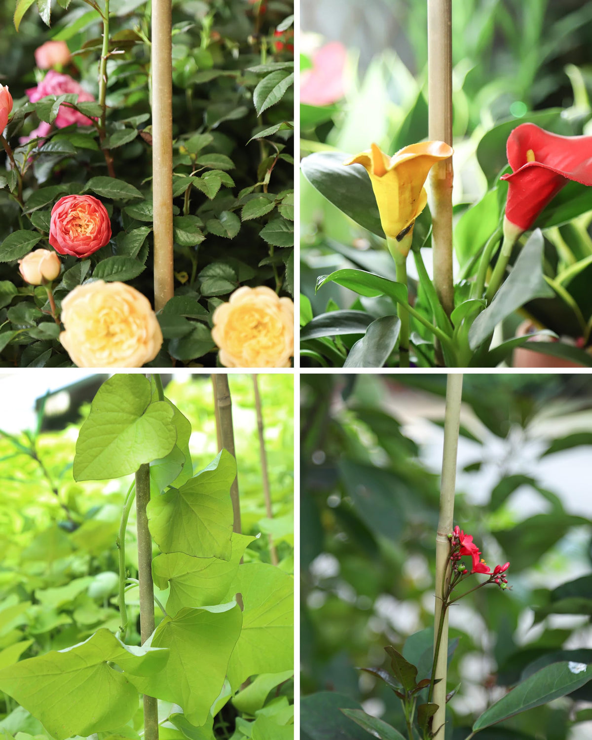 Handmade from natural bamboo, Groovboo stakes are durable and gentle on plants